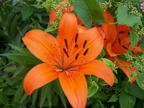 Orange Lilies by flamingpig on DeviantArt