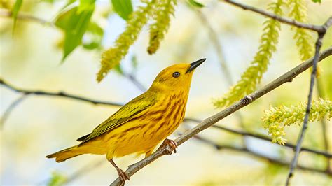 Warblers – Geoff O'Connor – Nature Photography