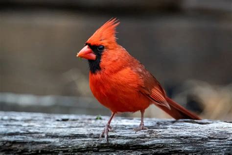 50 Cardinal Bird Facts Every Birdwatcher Should Know! | Learn Bird Watching