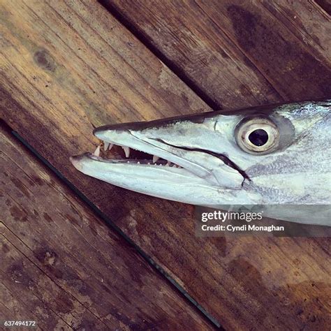 53 Barracuda Teeth Stock Photos, High-Res Pictures, and Images - Getty Images