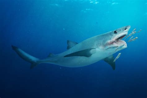 Helicoprion, the shark that had a buzz saw like bottom jaw. : r/Naturewasmetal