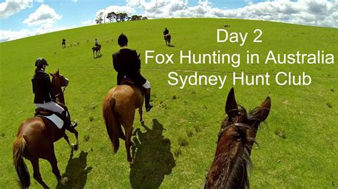 Fox Hunting (Day 2) in Australia with blistering gallops across Sydney ...