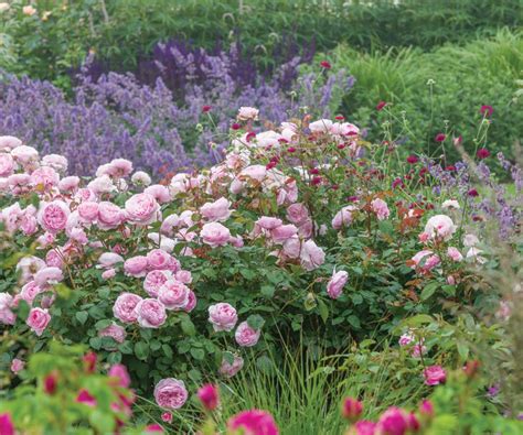 Landscaping with roses: 8 techniques to try | Homes & Gardens