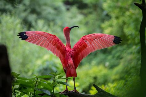 Flamingo Spreading Its Wings · Free Stock Photo