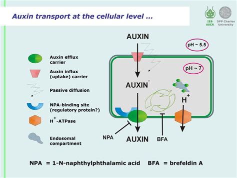 PPT - BY-2 as a tool to study the transport of auxins PowerPoint Presentation - ID:6969318