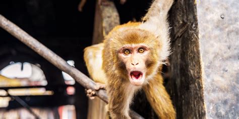 Scientists are making human-monkey hybrids in China | MIT Technology Review