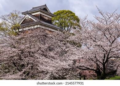 Cherry Blossoms Kumamoto Castle Kumamoto Stock Photo 2145577931 ...