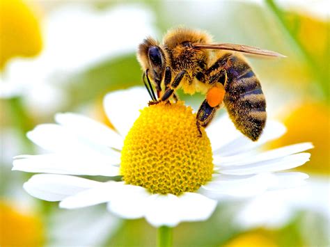 Why we desperately need wild bees - General News - Nsane Forums