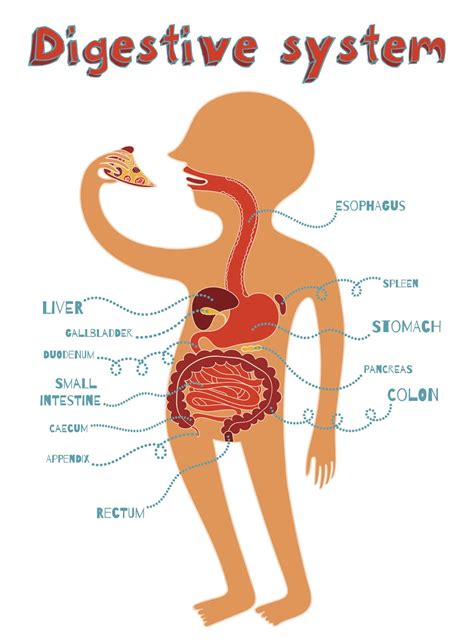 Science Class 6EP: DIGESTIVE SYSTEM