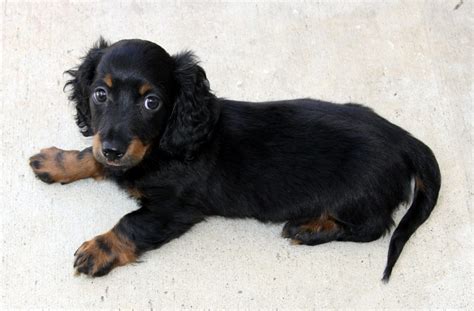 Dachshund Health Problems & Issues | Canna-Pet®