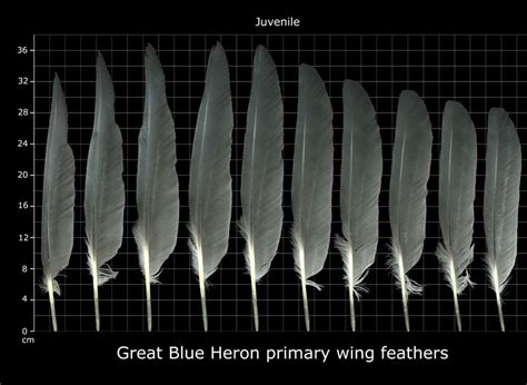 The Feather Atlas - Feather Identification and Scans | Feather identification, Feather, Feather ...