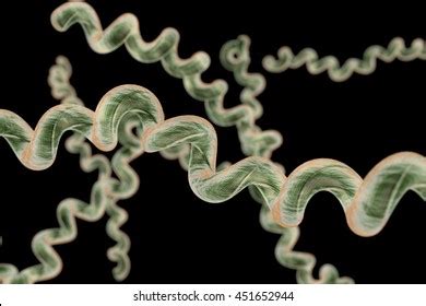 Lyme Disease Borreliosis Disease Borrelia 3d Stock Illustration 451652944 | Shutterstock