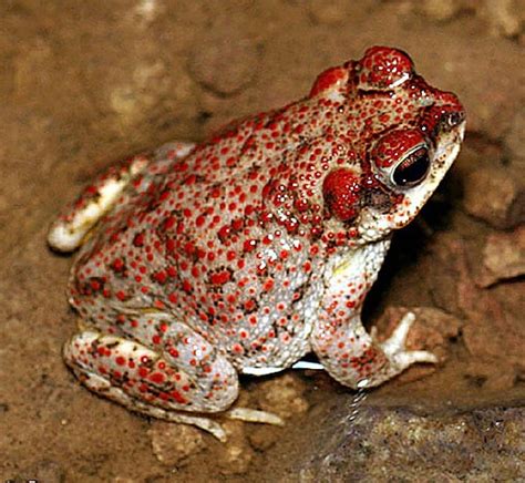 Red Spotted Toad Facts and Pictures