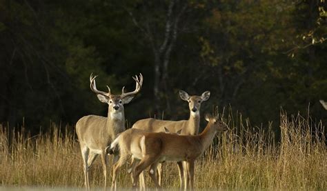 Deer regulations approved for 2023-2025 hunting seasons