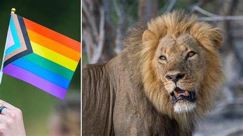 [Fox News] NBC marks Pride Month with documentary on ‘queer’ animals – The Baltimore Post