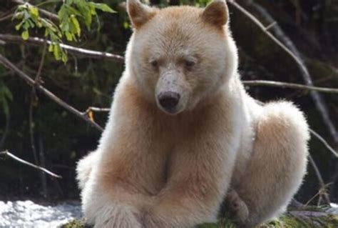 Greenpeace confused an albino grizzly with a polar bear and sent it to ...