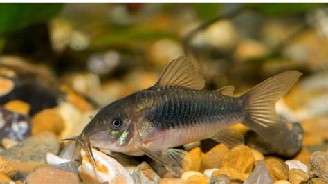 Albino, bronze, Corydoras,Live tropical fish / bottom feeders | in Plymouth, Devon | Gumtree