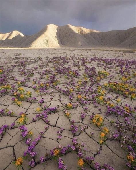 Atacama desert after rain : r/BeAmazed