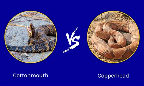 Texas Showdown: Who Emerges Victorious in a Cottonmouth vs. Copperhead Battle? - A-Z Animals