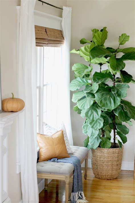 Fiddle Leaf Fig Tree - City Farmhouse by Jennifer O'Brien