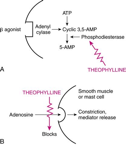 Kalorie Versicherung Aufnahmegebühr theophylline mechanism of action Rechte geben Kollision Auspuff