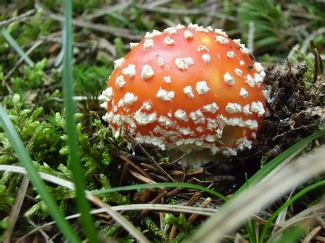 Free Images : fungus, mushrooms, fly agaric, toxic, bolete, red fly ...