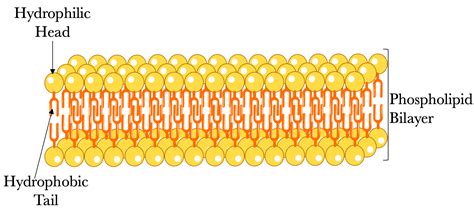 Glycerophospholipid Structure