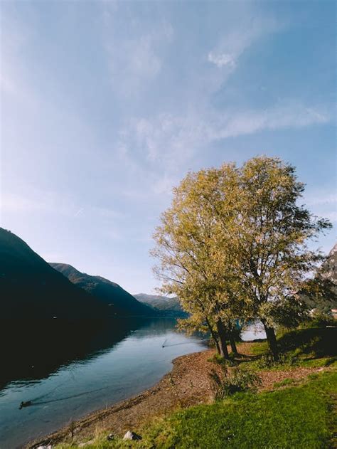 Trees on Riverbank · Free Stock Photo