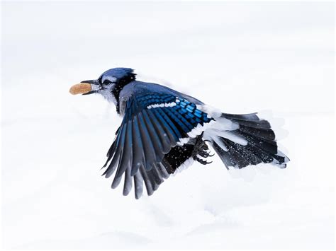 Blue Jays in Winter (Location, Behavior, Survival + FAQs) | Birdfact