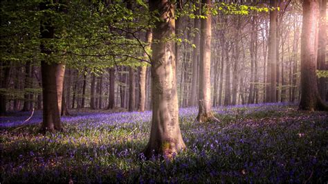 How to photograph Bluebells (Everything you need to know in 2021)