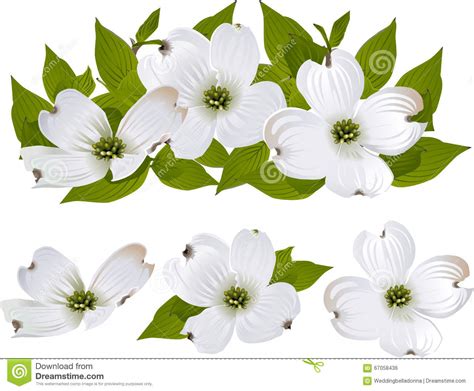 Dogwood blossoms clipart 20 free Cliparts | Download images on ...