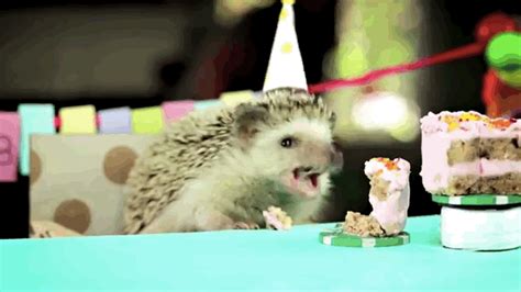 Adorable Tiny Birthday Party For A Tiny Hedgehog | Birthday animated ...