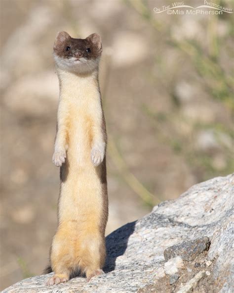 Standing Long-tailed Weasel – Mia McPherson's On The Wing Photography