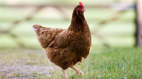 Salmonella outbreak tied to raw chicken products sickens 92 people in ...