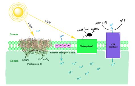 The Oxygen-Evolving Center (OEC) of Photosystem II - Chemistry LibreTexts