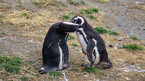 Penguin Kissing Outdoor Background | Penguins, Marriage, Best funny ...