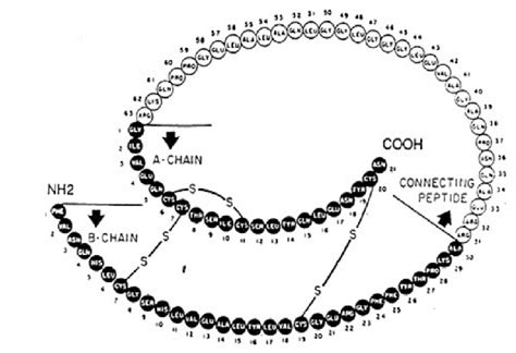 Primary structures of swine insulin and swine proinsulin. Human insulin ...