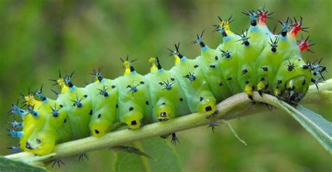 cecropia moth - Hyalophora cecropia Linnaeus