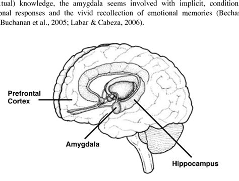 Memory Brain Diagram