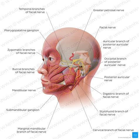 Facial Nerve Tumor: Clinical Case, Symptoms, Anatomy Kenhub, 46% OFF