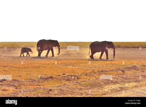 Elephants, elephants, under the snow mountains of Kilimanjaro in Amboseli National Park Stock ...