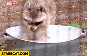 Raccoon Washing Cotton Candy Gif