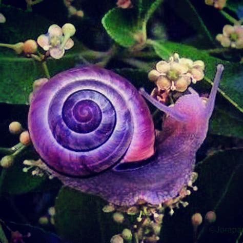 The violet snail lives in Australia | ember108 | Flickr