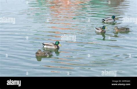 Mallard duck habitat Stock Videos & Footage - HD and 4K Video Clips - Alamy