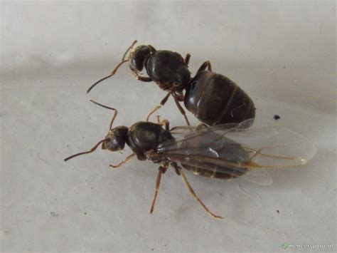 Het opstarten, grootbrengen en huisvesten van een mierenkolonie - Biologie van Meneer Spoor