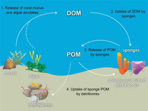 Detritivores Vs Decomposers