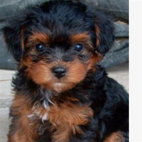 Ahhh I want a yorkiepoo. | Mixed breed puppies, Yorkie poo, Yorkie poo ...