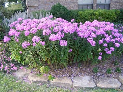 Buy Tall Phlox - Blooming Age Bulbs online - Landscaping Plants Nursery ...