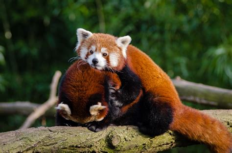 Couple Red Pandas, Luv Free Stock Photo - Public Domain Pictures