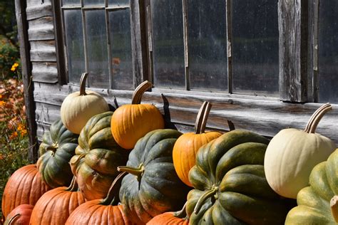 Pumpkins Piled For Sale Free Stock Photo - Public Domain Pictures